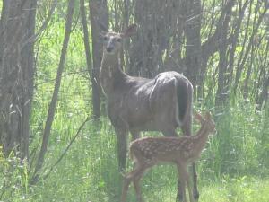 white-tail and fawn